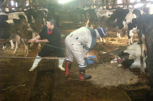 牛の出産実況中継 またいつか牛をながめて暮らしたい 北海道酪農実習思い出し体験記